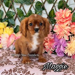 Maggie - Blenheim female Cavalier King Charles Spaniel puppy in Hollywood, Florida from World Class Cavaliers