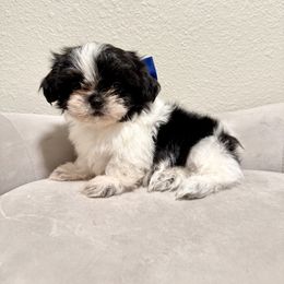 Boy (Navy Blue Bow) - Black and white male Shih Tzu puppy in National City, California from NCStellarPuppies