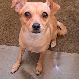 Penni Wenni - Chihuahua