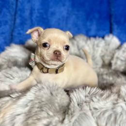 Winston - Cream and white male Chihuahua puppy in Mesa, Arizona from Arizona Dream Chihuahuas
