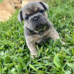French Bulldog Puppies from TC’s French Bulldogs