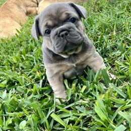 French Bulldog Puppies from TC’s French Bulldogs