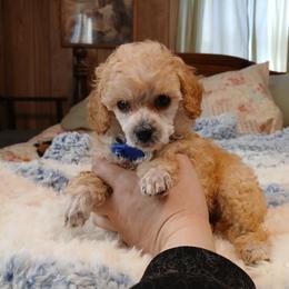 Autumn Sunshyne - Apricot male Poodle puppy in Blanch, North Carolina from Faithful Hearts Kennel