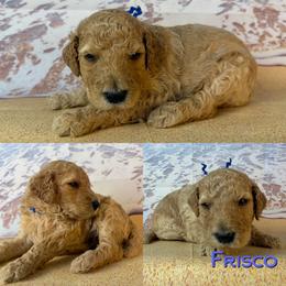 Fresco - Apricot male Poodle puppy in Swansboro, North Carolina from Monarch Standard Poodles