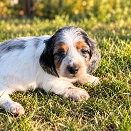 Princess - Dapple female Dachshund puppy in Pleasant Plains, Arkansas from JGBs Silver Spur Dachshunds