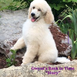 Poodle Puppies from Gwynt Standard Poodles