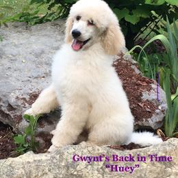 Poodle Puppies from Gwynt Standard Poodles