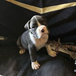 Black collar flashy brindle male - Brindle male Boxer puppy in Coal Valley, Illinois from Charron Boxers