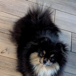 Ivy - Pomeranian