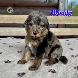 Woody - Blue merle male Bernedoodle puppy in Banner Elk, North Carolina from Walnut Tree Bernedoodles