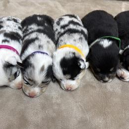 Pembroke Welsh Corgi puppies from CalValley Kennels