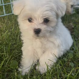 Clem - White female Maltese puppy in Spring Mills, Pennsylvania from AddaSiDanes