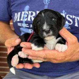 Lincoln - Tri-color male Bernedoodle puppy in Ferguson, North Carolina from Elevated Standards NC