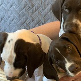 German Shorthaired Pointers from Webber's Place