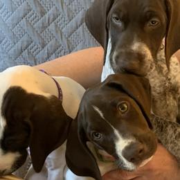 German Shorthaired Pointers from Webber's Place