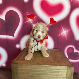 Donatello - Red male Bernedoodle puppy in Winter Garden, Pennsylvania from Bernedoodle Bunch
