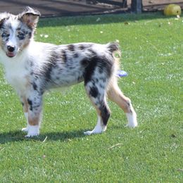 Luna - Miniature Australian Shepherd