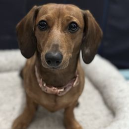 Ruby - Dachshund