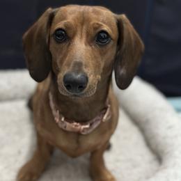 Ruby - Dachshund
