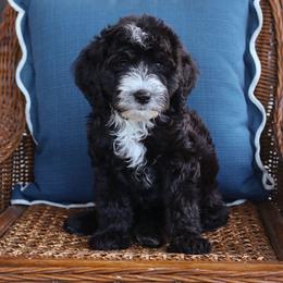 Brew - Black and white male Bernedoodle puppy in Yuba City, California from Ranch House Doodles