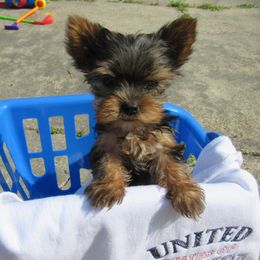 Yorkshire Terrier Puppies from Holy Terriers Yorkies