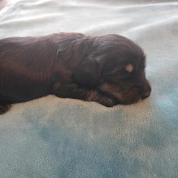 Peppermint - Black and cream female Dachshund puppy in Lincolnton, North Carolina from Oakview Kennels