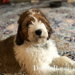 Goldendoodle and Labradoodle Puppies from Doodle Ranch