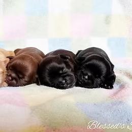 Shih Tzus from Blessed’s Shih Tzu