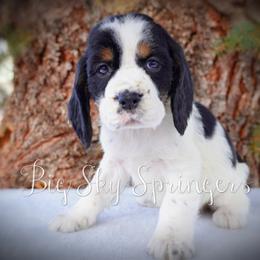 Girl 3 - Black white and tan female English Springer Spaniel puppy in Great Falls, Montana from Big Sky Springers