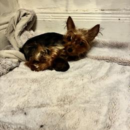 Poodle and Yorkipoo Puppies from Tuts Pups Cafe