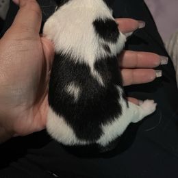 Boy 2 - White and black male Japanese Chin puppy in Connecticut from Lissette's pups chins and bullies