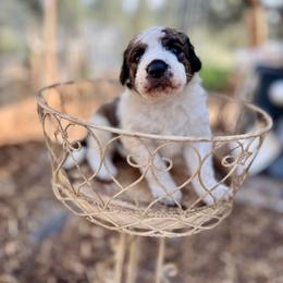 Sequoia - male Saint Berdoodle puppy in Lookout, California from Remington Kennels, LLC
