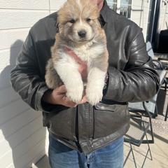 Anatolian Pyrenees Puppies from Daisy's Dog House