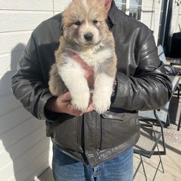 Anatolian Pyrenees Puppies from Daisy's Dog House