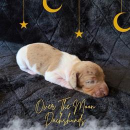 Bonnie - Dapple female Dachshund puppy in Corona, Ca Hemet, Ca, California from Over The Moon Dachshunds and Doodles