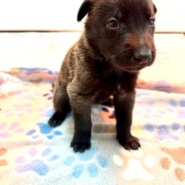 Green Collar - Fawn sable male Belgian Malinois puppy in Trenton, Georgia from Laeknir K9