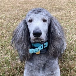 Poodles from Poodle Patch