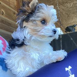 Yorkshire Terrier Puppies from Klassie Kreations Yorkie’s