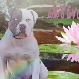 Alapaha Blue Blood Bulldog All Grown Up from Rebel Soul Kennel