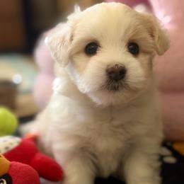 Belle - White female Coton de Tulear puppy in Palm Desert, California from Cotoncutie