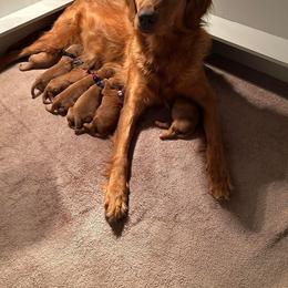 Lili - Golden Retriever