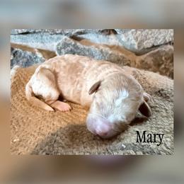 Mary - Red  female Goldendoodle puppy in Cherryville, North Carolina from Mercy Doodles