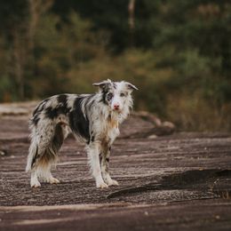 Border Collies from Southern Wind Farms