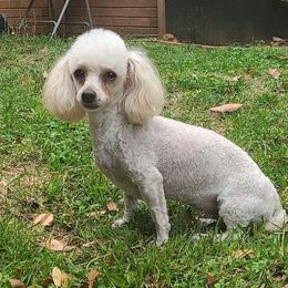 Daphne - Poodle