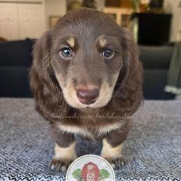 F-Summer Heat - Chocolate and cream female Dachshund puppy in Texarkana, Arkansas from Dogwood Acre Dachshunds