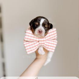 Acadia - Tri-color female Australian Labradoodle puppy in Syracuse, Indiana from The Doodle Cove