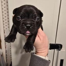 Male 1 - Black male French Bulldog puppy in Yellowstone County, Montana from JNS Frenchies