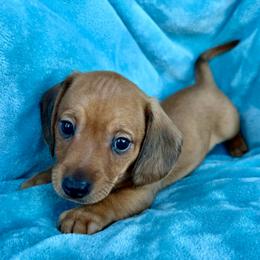 Howard - AKC - Red male Dachshund puppy in Whitehouse, Texas from Daschund Pups
