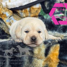 Pink collar female - Yellow female Labrador Retriever puppy in Beaverdam, Virginia from Riverside Sunset Labrador Retrievers