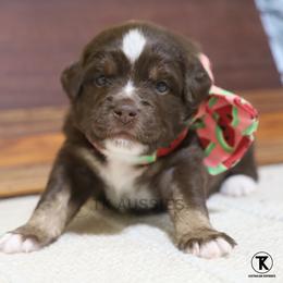 Ivy Red Tri Female - Red tri female Miniature Australian Shepherd puppy in Nacogdoches, Texas from TK Standard, Mini, & Toy Aussies